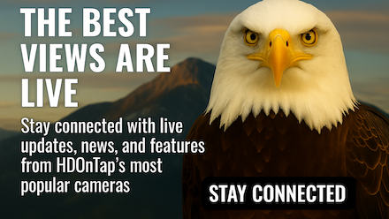 Eagle asking people to sign up for the HDOnTap Email Newsletter