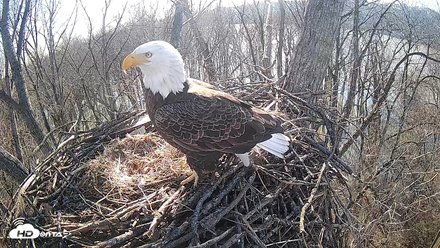 Cardinal Land Conservancy Eagles Live Webcam