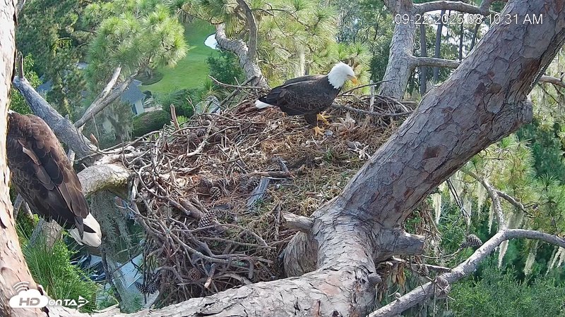 Eagles in Dataw Nest Late September