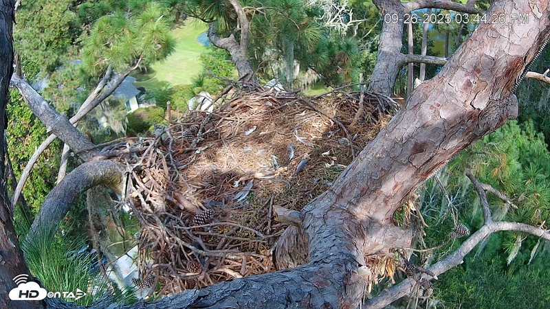 Dataw Island Conservancy Eagles Live Webcam Snapshot Image 2025-09-26 07-45-09PM