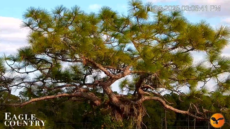 Eagle Country Bald Eagles Nest Live Cam Snapshot Image 2025-11-05 09-55-17PM