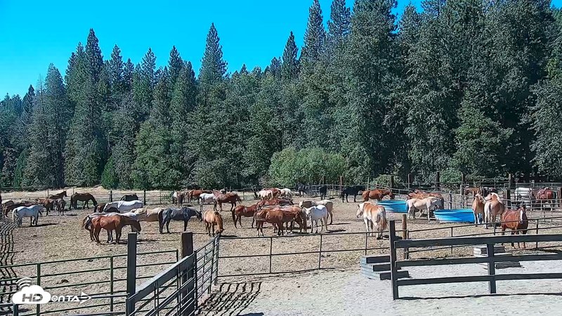 Greenhorn Ranch Live Horse Arena Cam Snapshot Image 2025-09-24 08-10-22PM