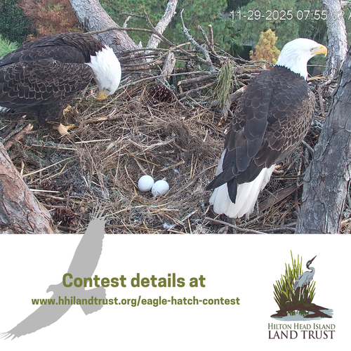 Hilton Head Island Eagles - Eagle Hatching Contest