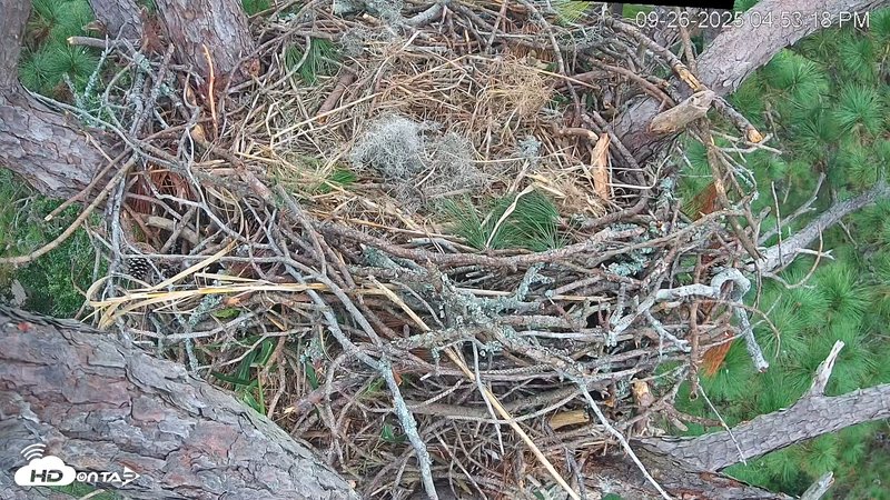 Hilton Head Island Eagles Live Webcam Snapshot Image 2025-09-26 08-53-58PM