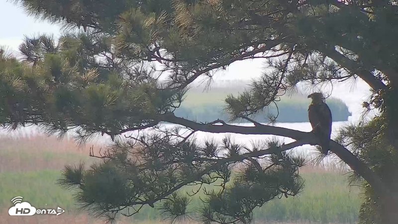 Hog Island VA DWR