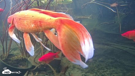Japanese Koi Pond Live Webcam