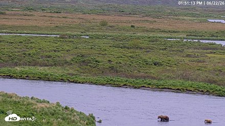 Kodiak Alaska Brown Bears Live Webcam Snapshot Image 2026-06-22 01-52-25PM AKDT