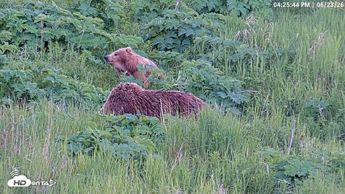 Kodiak Alaska Brown Bears Live Webcam Snapshot Image 2026-06-23 04-26-33PM AKDT