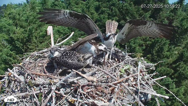 Medina Washington Live Osprey Nest