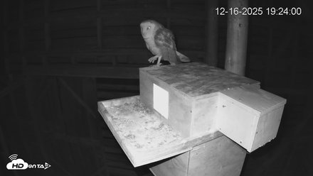 North Carolina Barn Owls Live Cam Snapshot