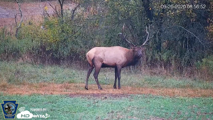 PA Elk Cam Live Stream View