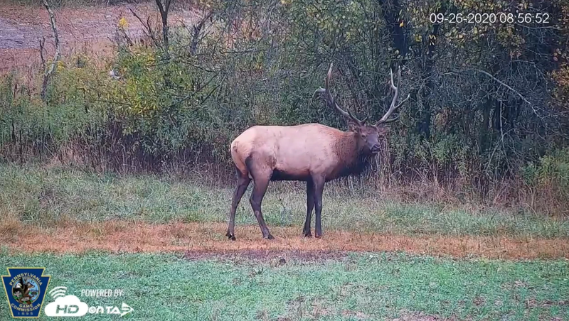PA Elk Cam Live Stream View