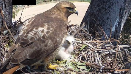 Red-Tailed Hawk Live Webcam