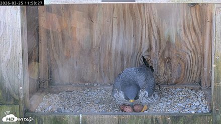 Richmond Virginia Peregrine Falcon Live Cam Snapshot