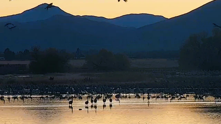 Sandhill-cranes-at-dusk-AZFGD_640x550_crop_center