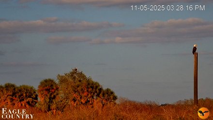 Southwest Florida River Wildlife Live Cams Snapshot Image 2025-11-05 10-58-28PM