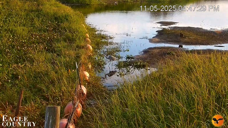 Southwest Florida River Wildlife Live Cams Snapshot Image 2025-11-05 10-57-02PM