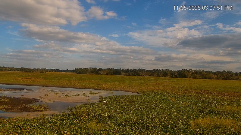 Southwest Florida River Wildlife Live Cams Snapshot Image 2025-11-05 11-01-04PM