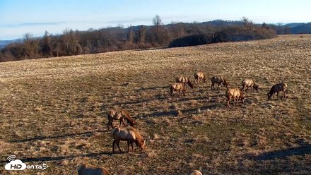 Tennessee Elk Live Webcam Snapshot