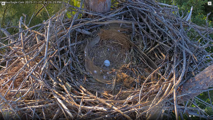 Single Eagle Egg in Nest on Captiva Island Live Eagle Camera