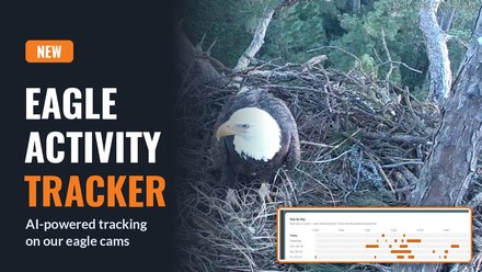 Eagle Activity Tracker