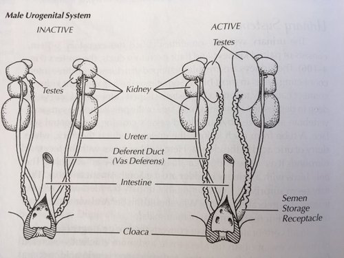 Eagle reproductive system