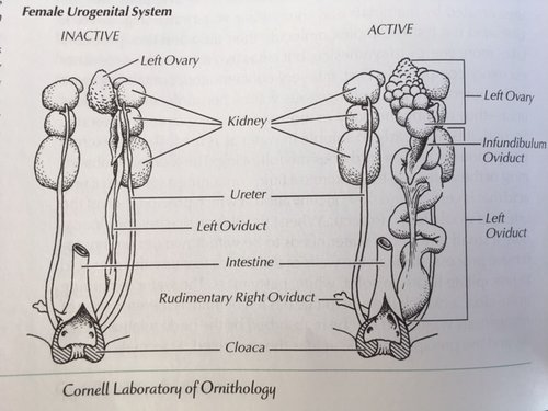 Eagle reproductive system