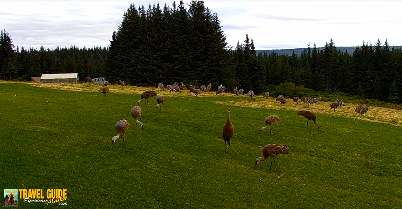 Sandhill Cranes at Inspiration Ridge in Homer Alaska!