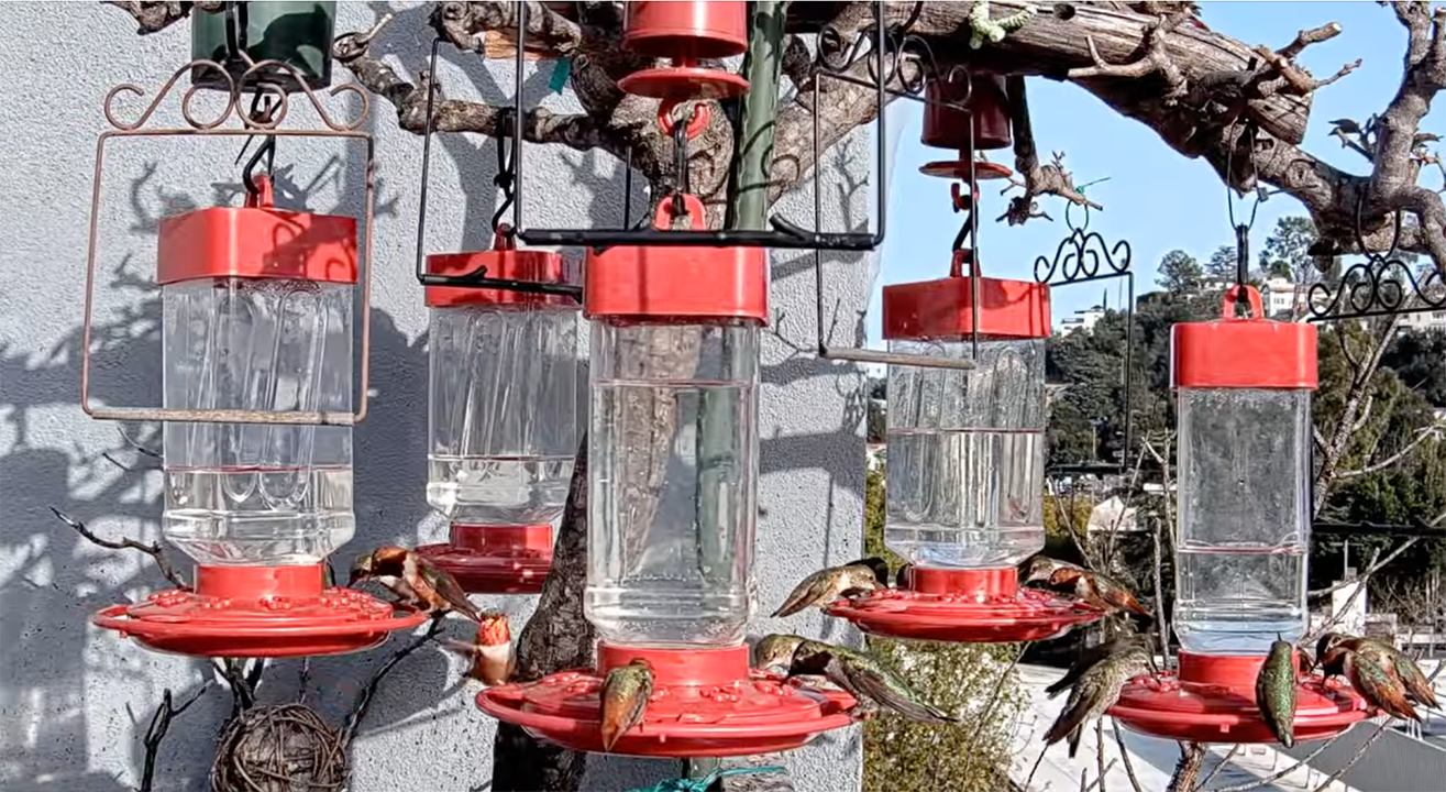 Hummingbird Feeders of CA