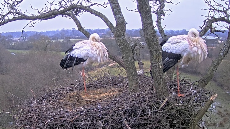 UK White Stork Nest