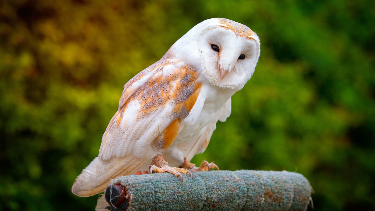 Barn Owls of Florida