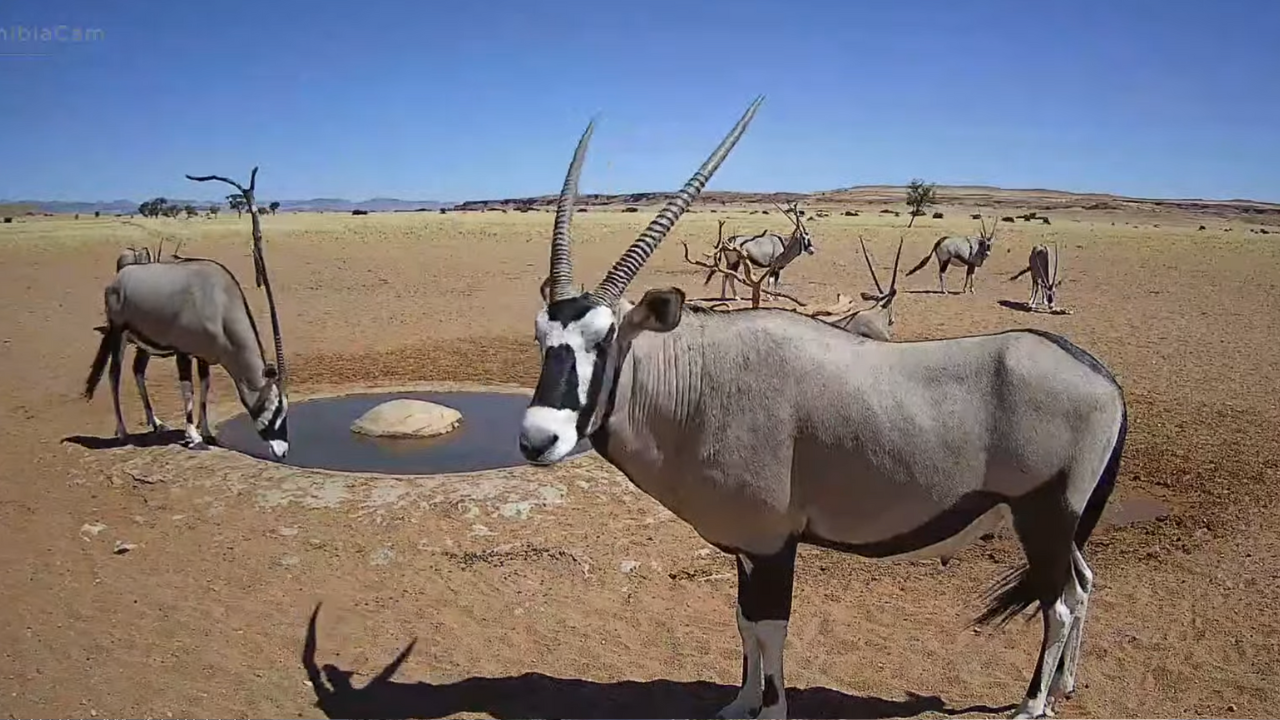 Namibia Africa Waterhole