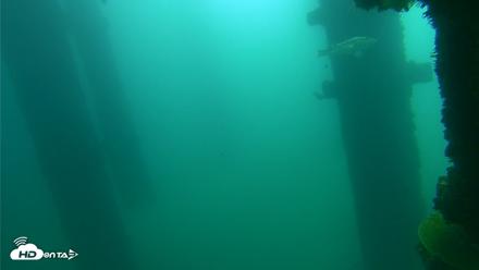 Scripps Pier Underwater Live Webcam - Oct 12, 2026, 10:35am PDT