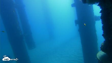 Scripps Pier Underwater Live Webcam - Oct 21, 2026, 10:36am PDT