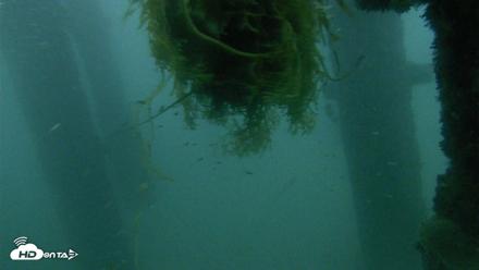 Scripps Pier Underwater Live Webcam - Oct 4, 2026, 6:43pm PDT