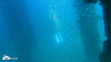 Scripps Pier Underwater Live Webcam - Sep 16, 2026, 3:44pm PDT