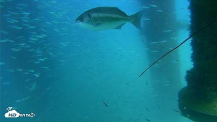 Scripps Pier Underwater Live Webcam - Aug 26, 2026, 3:19pm PDT