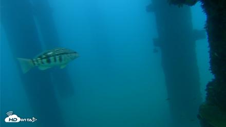Scripps Pier Underwater Live Webcam - Sep 22, 2026, 6:29pm PDT