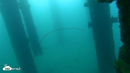 Scripps Pier Underwater Live Webcam - Sep 26, 2026, 7:20am PDT