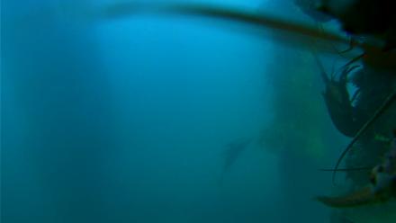 Scripps Pier Underwater Live Webcam - Oct 16, 2025, 5:54pm PDT