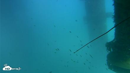 Scripps Pier Underwater Live Webcam - Aug 26, 2026, 3:17pm PDT