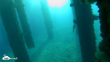 Scripps Pier Underwater Live Webcam - Oct 19, 2026, 8:06am PDT