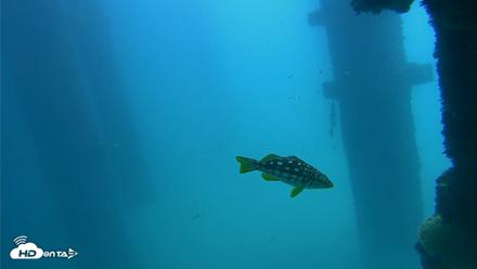 Scripps Pier Underwater Live Webcam - Sep 19, 2026, 12:34pm PDT