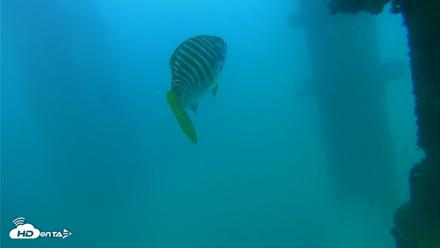 Scripps Pier Underwater Live Webcam - Sep 15, 2026, 5:23pm PDT