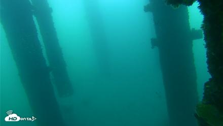 Scripps Pier Underwater Live Webcam - Sep 26, 2026, 7:43am PDT