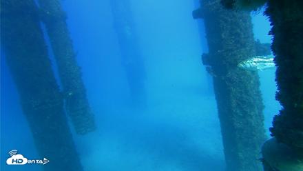 Scripps Pier Underwater Live Webcam - Oct 19, 2026, 3:51pm PDT