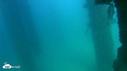 Scripps Pier Underwater Live Webcam - Sep 17, 2026, 3:52pm PDT