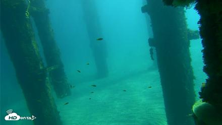 Scripps Pier Underwater Live Webcam - Oct 17, 2026, 11:53am PDT