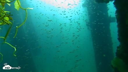 Scripps Pier Underwater Live Webcam - Oct 6, 2026, 8:17am PDT