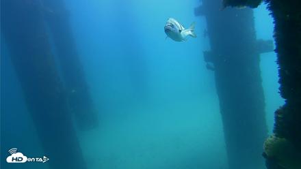 Scripps Pier Underwater Live Webcam - Sep 20, 2026, 12:32pm PDT
